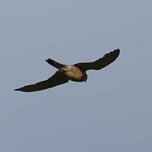 Common Kestrel