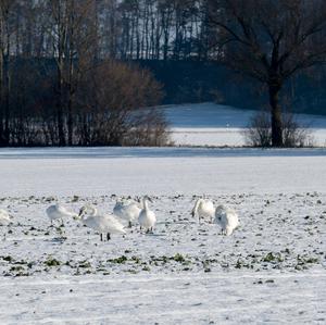 Höckerschwan