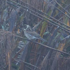 Reed Bunting