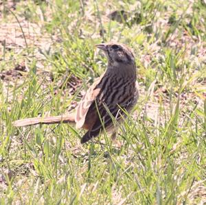 Rock Bunting