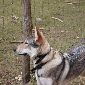 Czechoslovakian Wolfdog