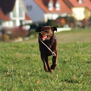 Retriever (Labrador)