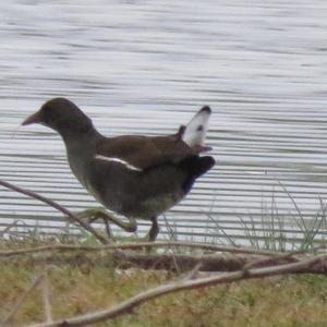 Common Moorhen