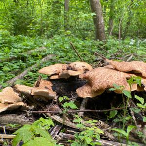 Dryad`s Saddle