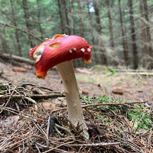 Fly Agaric