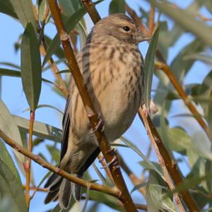 Eurasian Linnet