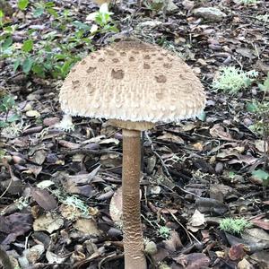 Parasol Mushroom