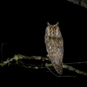 Long-eared Owl