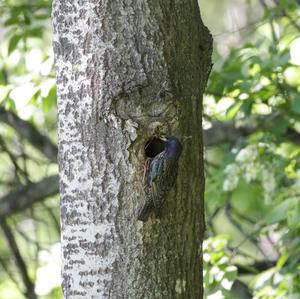 Common Starling