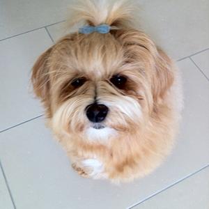 Havanese