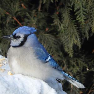 Blue Jay