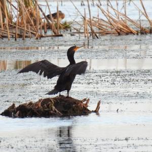 Double-crested Cormorant