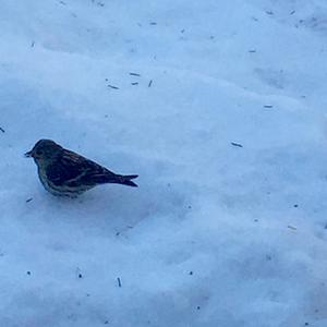 Pine Siskin