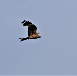 Black Kite