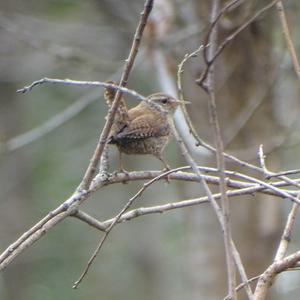 Winter Wren