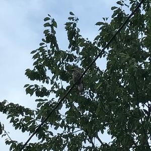 Spotted Nutcracker