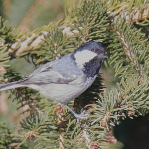 Coal Tit