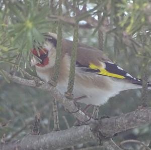 European Goldfinch