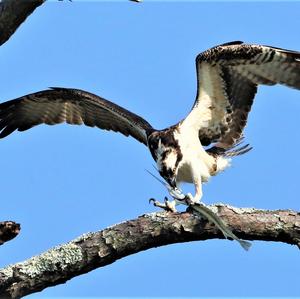 Osprey