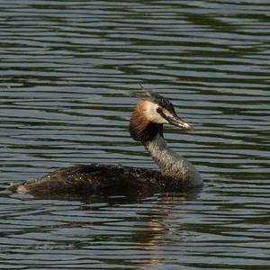 Great Crested Grebe