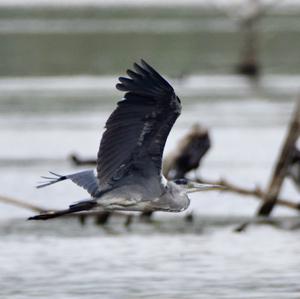 Grey Heron