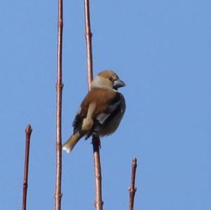 Hawfinch