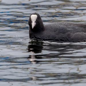 Common Coot