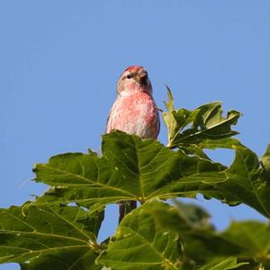 Common Redpoll