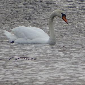 Mute Swan