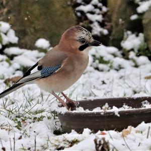 Eurasian Jay