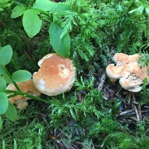 Hedgehog Fungus, Common