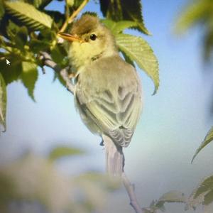 Melodious Warbler