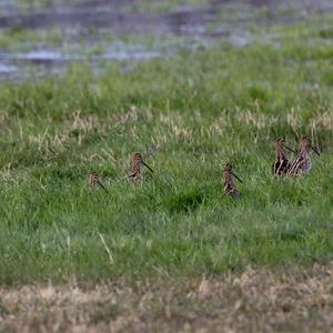 Common Snipe