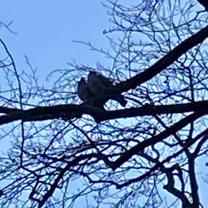 Common Wood-pigeon