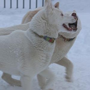 Siberian Husky