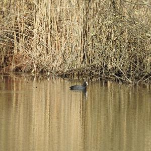 Common Coot