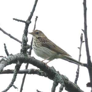 Tree Pipit