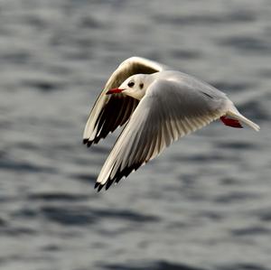 Black-headed Gull