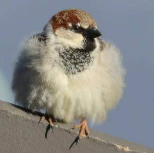 House Sparrow