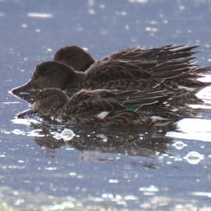 Common Teal