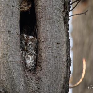 Tawny Owl