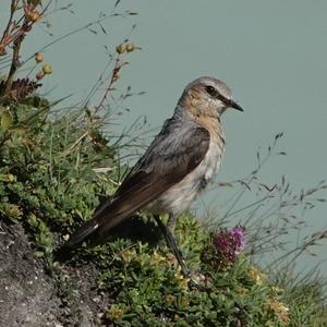 Northern Wheatear