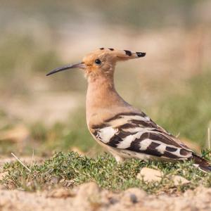 Eurasian Hoopoe