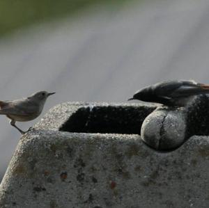 Black Redstart