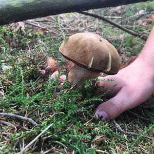 Dotted-stem Bolete