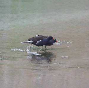 Common Moorhen