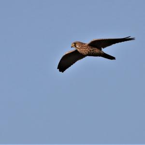 Common Kestrel