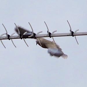 Eurasian Collared-dove