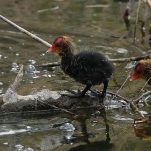 Bläßhuhn