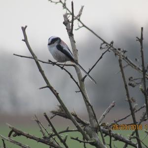 Long-tailed Tit